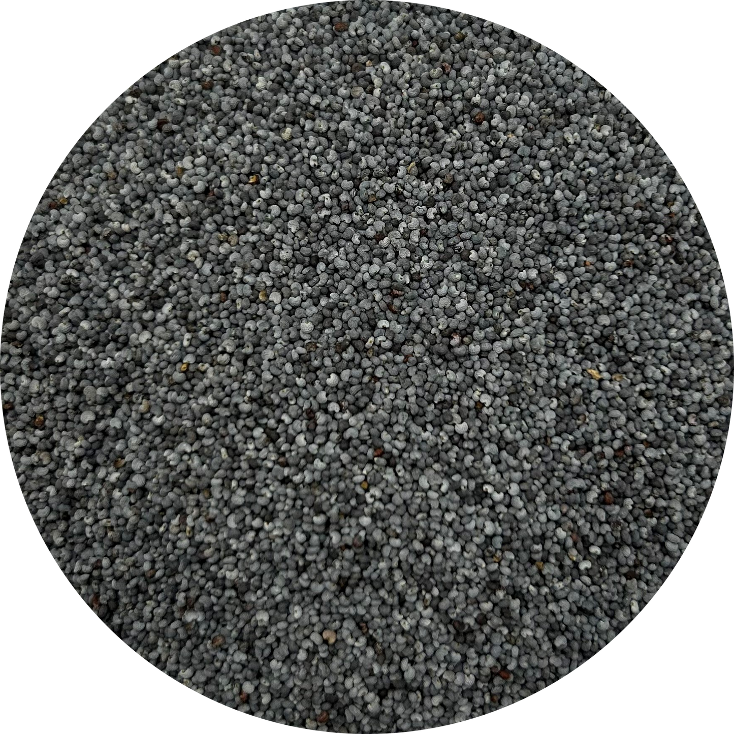 Poppy Seed | Blue
